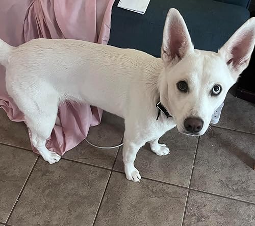 3PCS Pet Grooming Rake & Metal Comb & Flea Comb for — top-down angle highlighting key features