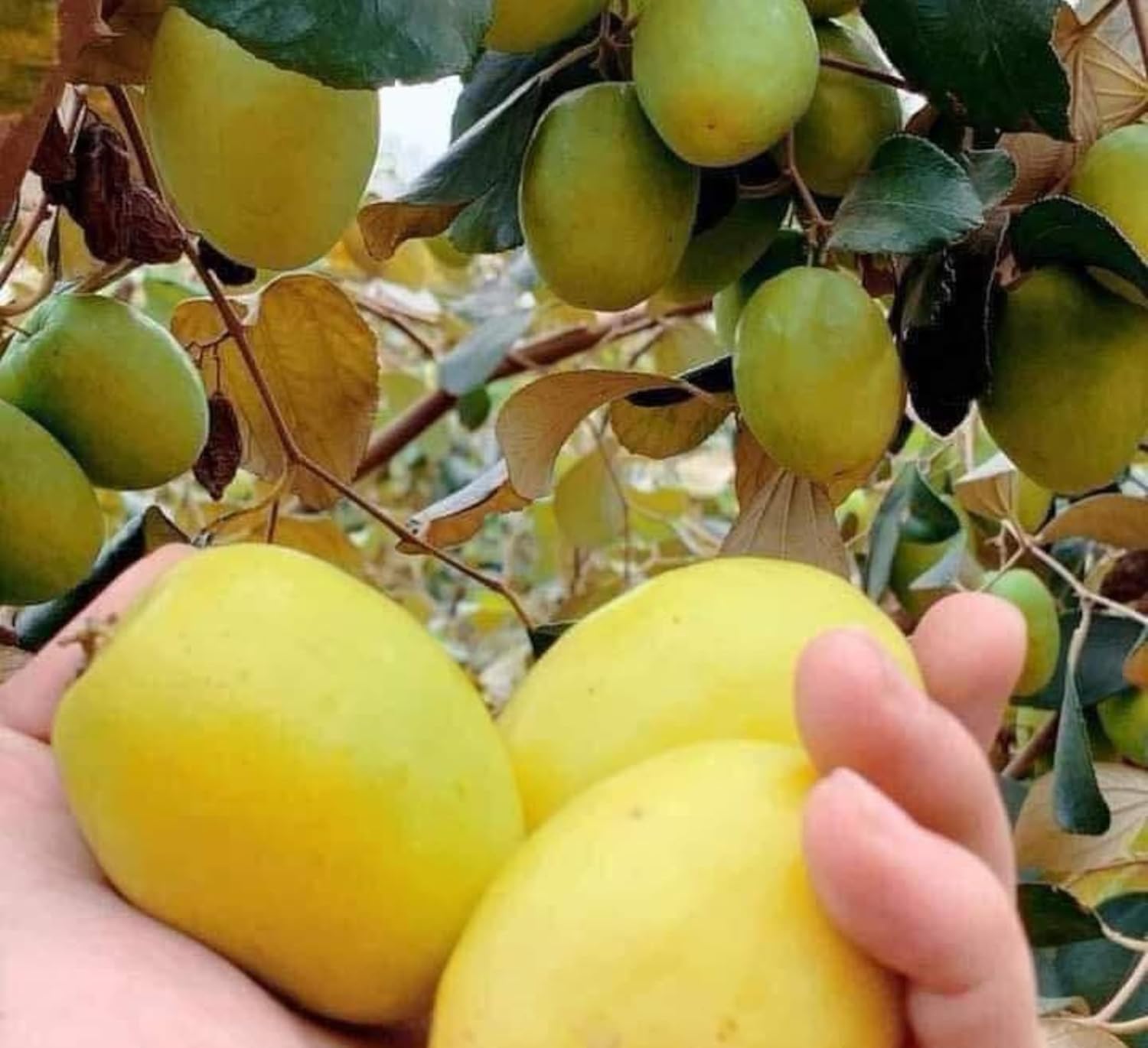 Ball Sundari Apple Ber Plant - Sweet & Juicy Fruit Tree -3