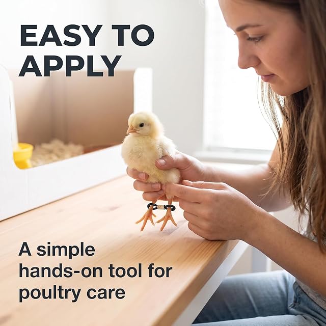 Foto 5 de 8 de 50 Bandas para Patas de Pollito Negro, Ajustables para Reparación de Piernas de Pollo