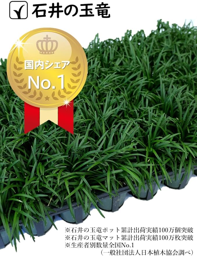 ファッション ポットタイプ 高品質 40ポット タマリュウ 自家栽培 玉竜 花 観葉植物