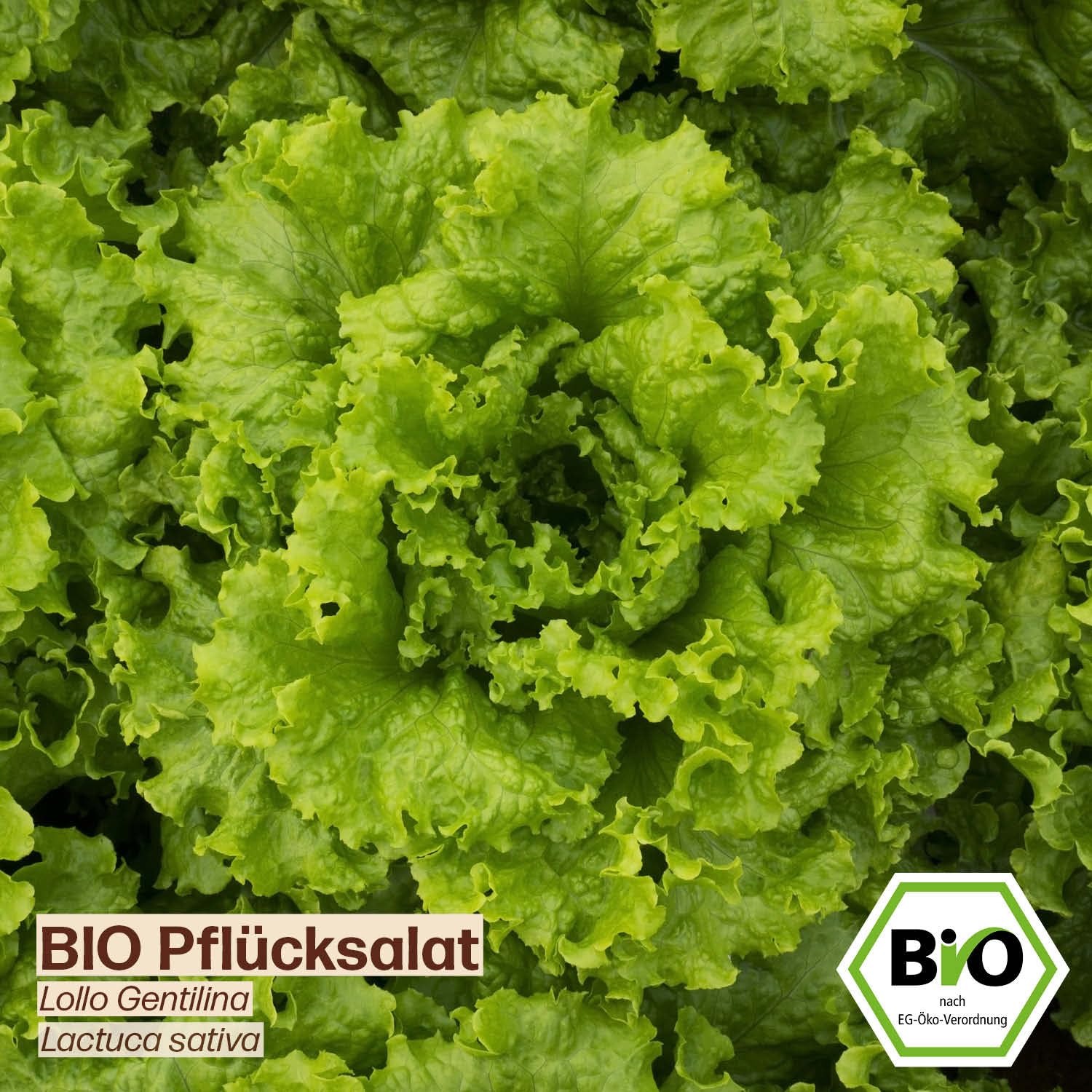Samenliebe BIO Asia Salat 'Green In Snow' – 1g Samenfestes Saatgut, Winterhart, Für Garten & Balkon