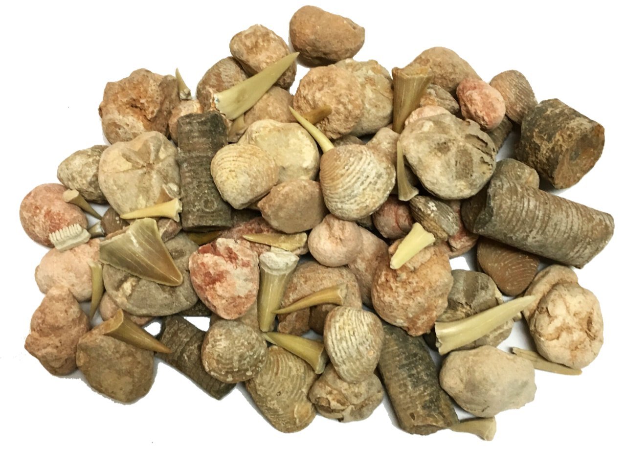 Buy Fossil Sorting Kit One Pound Box with Identification Guide Online
