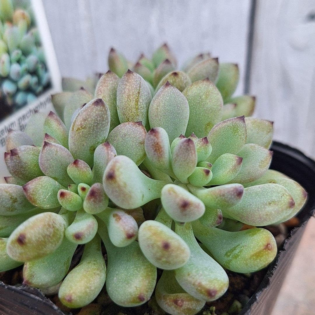 2ポット・ブラックベリー グラプトペタルム らくらくメルカリ便