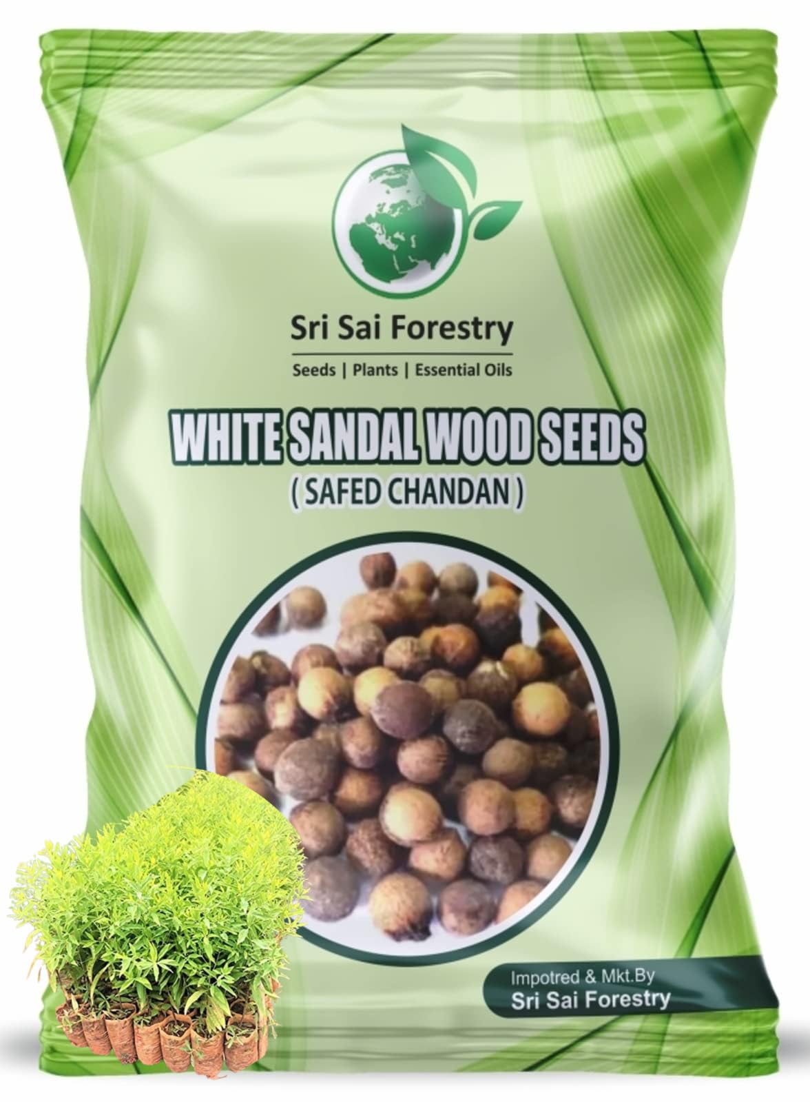 Sri Sai Forestry Safed Chandan Seeds For Plantation | White Sandalwood Seeds | Chandan Tree Seeds For Outdoor - 1000 Seeds (B0BN2G93FM) Amazon Price History, Amazon Price Tracker