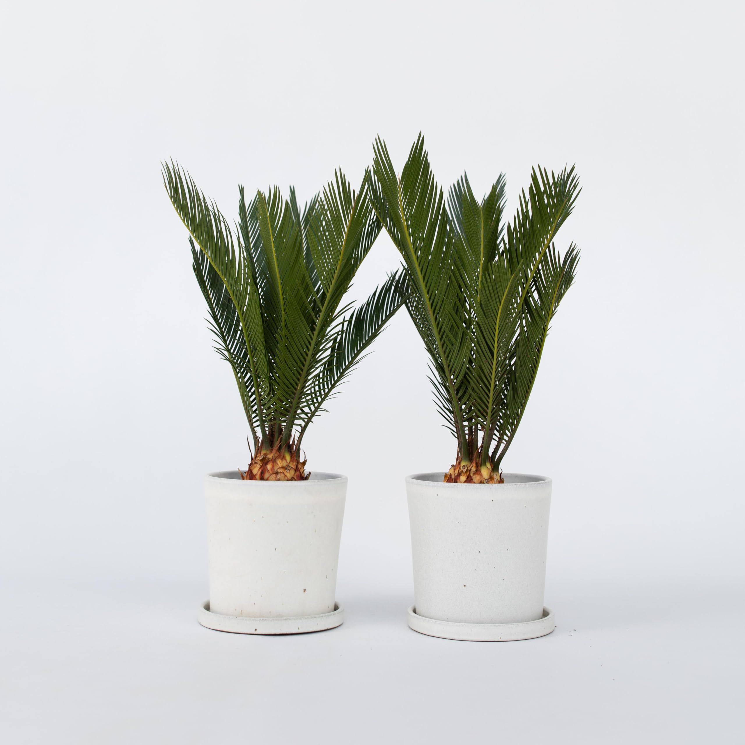 Plant in a Box - Cycas Revoluta - Palmier intérieur et extérieur - Set de 2 - Cycas du Japon - Pot 15cm - Hauteur 45-60cm