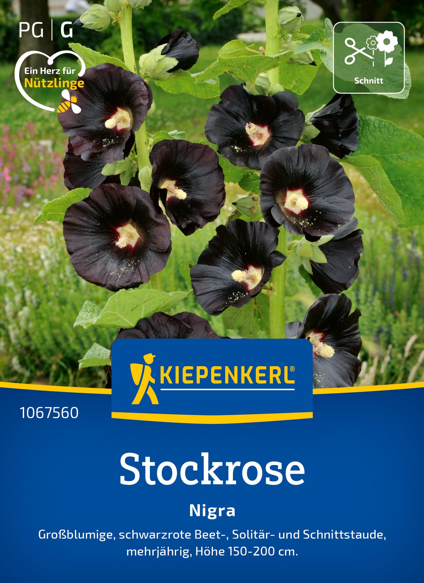 Kiepenkerl Stockrosensamen Nigra 1067560 - mehrjährige, Großblumige, tief schwarzrote Stockrosen Samen - Wildblumensamen, Blumenwiese, Saatgut, Samen Anzucht