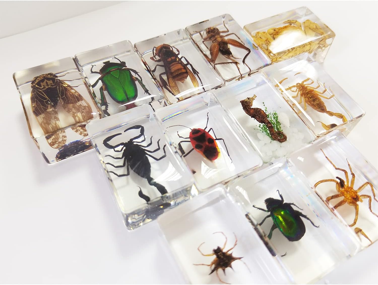 Clear Insect Specimens 12 Pcs Real Animal Specimen Bugs Resin Bug Collection Kit Clear Resin Paperweights for Home and Office Desktop Decor (Clear)