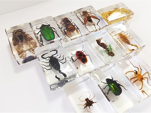 Miniatura 3 de CXUEMH Especímenes de insectos transparentes, 12 piezas de insectos de muestras de animales reales, kit de colección de insectos de resina