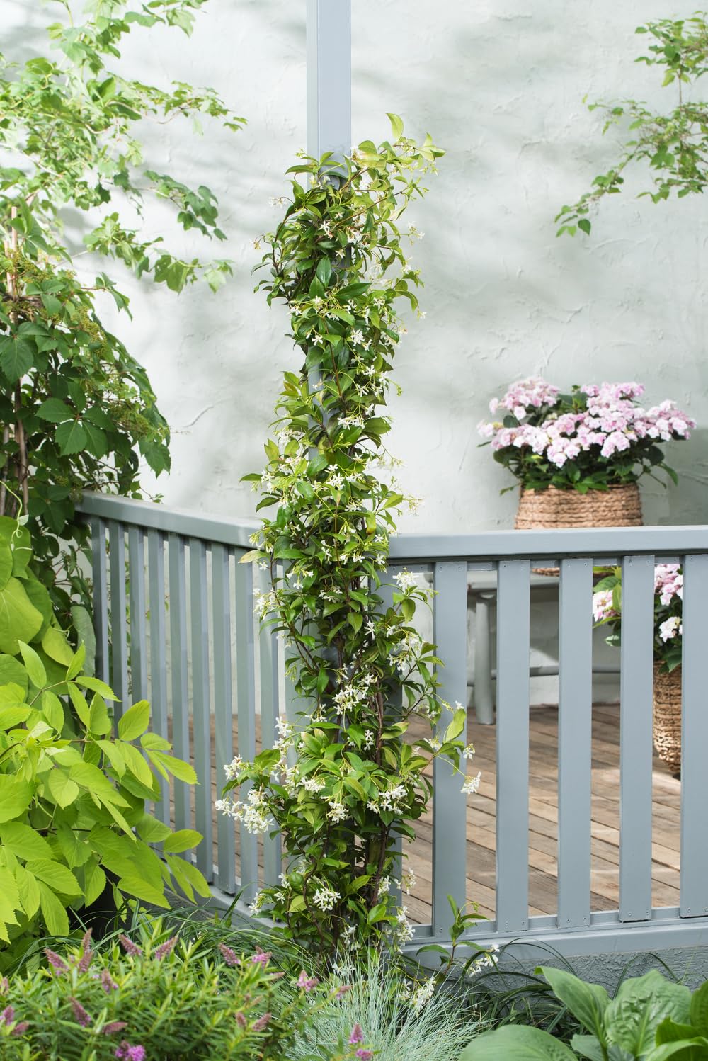 Sternjasmin 110-120 cm im 2L Topf (1, Weiß)
