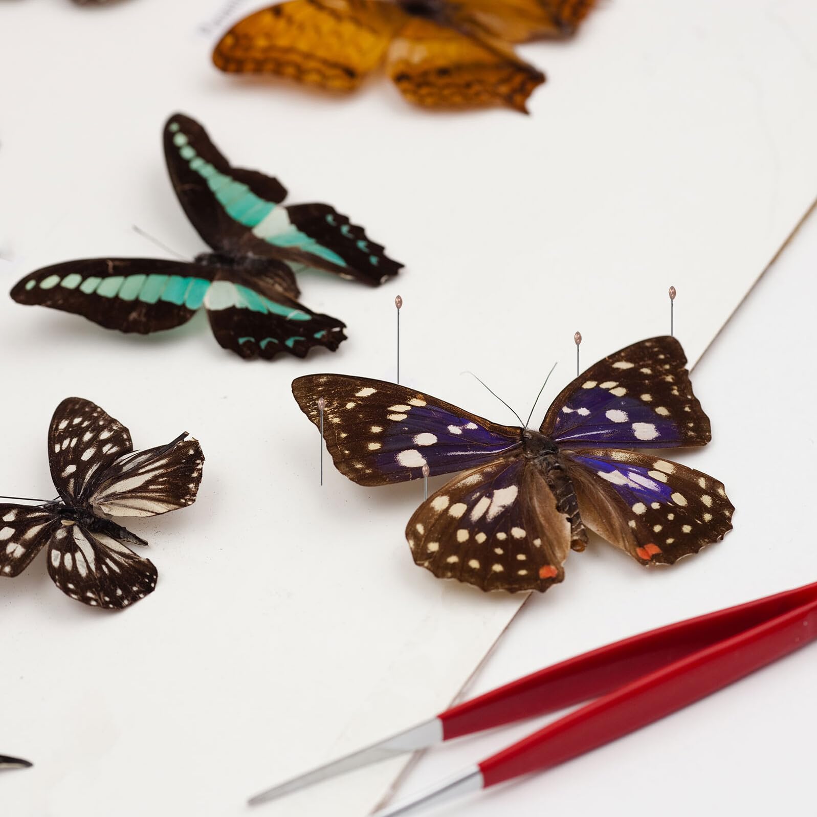 FRCOLOR Épingles Entomologiques Noires en Acier Inoxydable, Kit D’aiguilles de Fixation pour Spécimens D’insectes, Amortissement Précis Anti-reflets, Accessoires pour Laboratoire