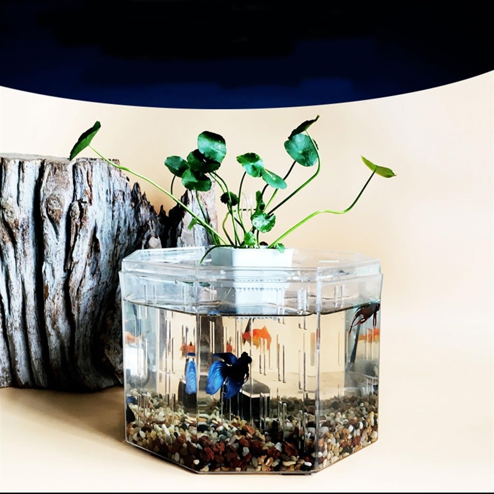 Dekorative Aquarien Isolationsbox for kleine Aquarien, Zucht, spezielles transparentes Acryl-Aquarium mit Pumpenfiltration, Zieraquarium, Büro, Zuhause für das Büro