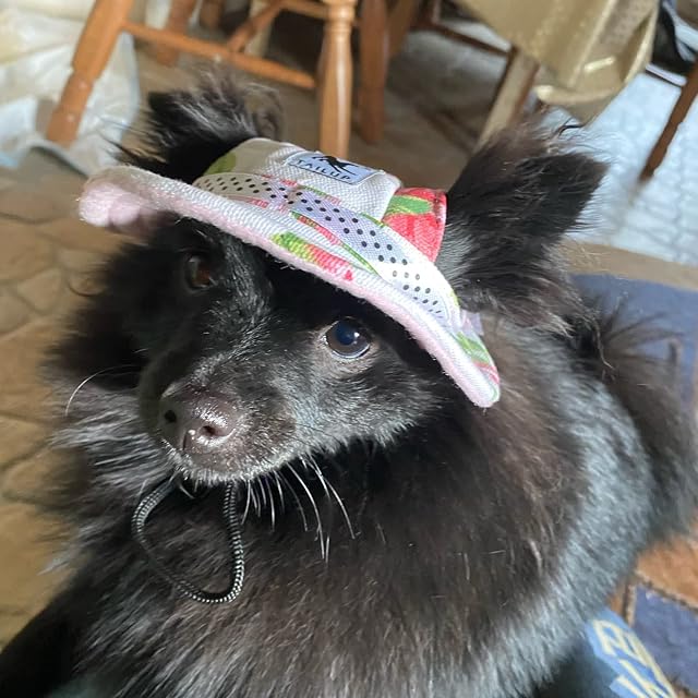 Foto 5 de 6 de Sombrero de Sol para Perro, Gorra de béisbol Ajustable con Agujeros para Las Orejas