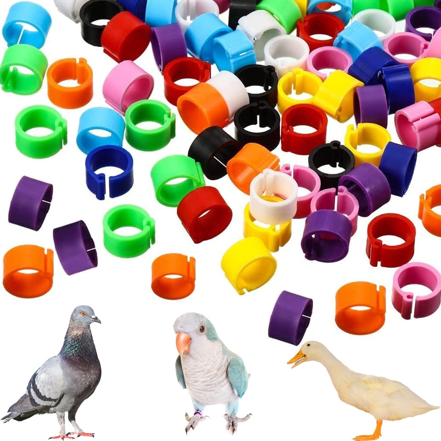 Pack of 100 poultry foot rings, pigeons, bird rings, pigeons, foot rings, chicken leg ring, quail rings, chicken rings, for pigeons, parrots, small poultry (mixed colour)
