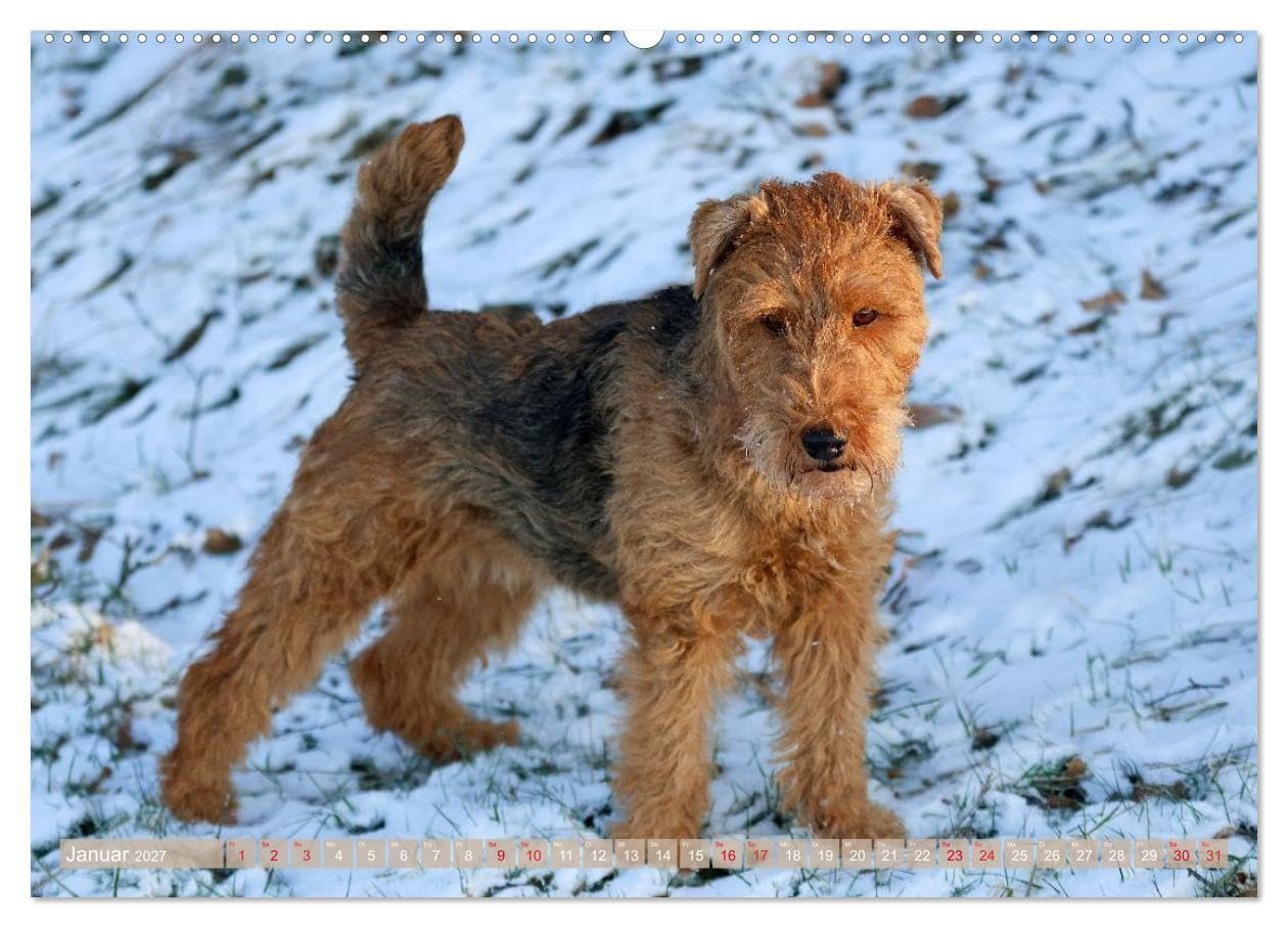 Welsh Terrier - treue Gefährten und vielseitige Jäger (hochwertiger Premium Wandkalender 2027 DIN A2 quer), Kunstdruck in Hochglanz: Stolz, ... unverzichtbarer Begleiter in jeder Situation.