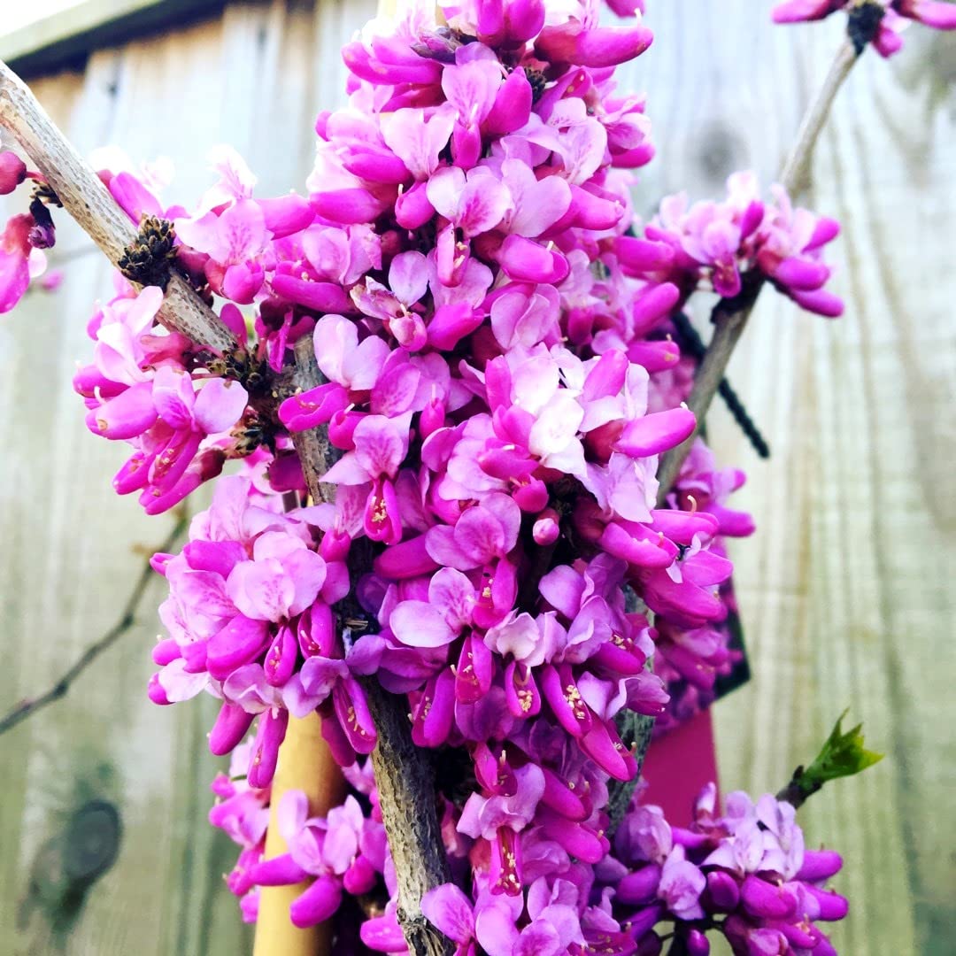Chinese Redbud Tree Cercis Chinensis Bonsai Shrub 15 Seeds Non-GMO