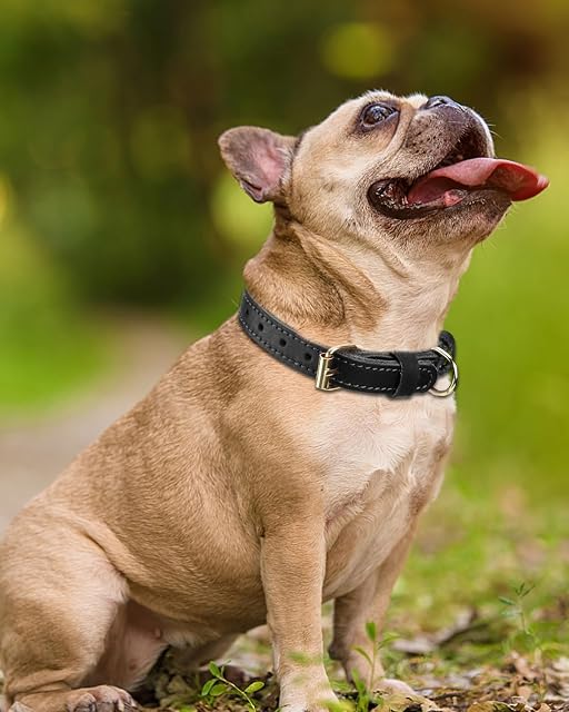 Foto 2 de 6 de Joytale Collar Perro Cuero, Collar de Cuero para Perros pequeños
