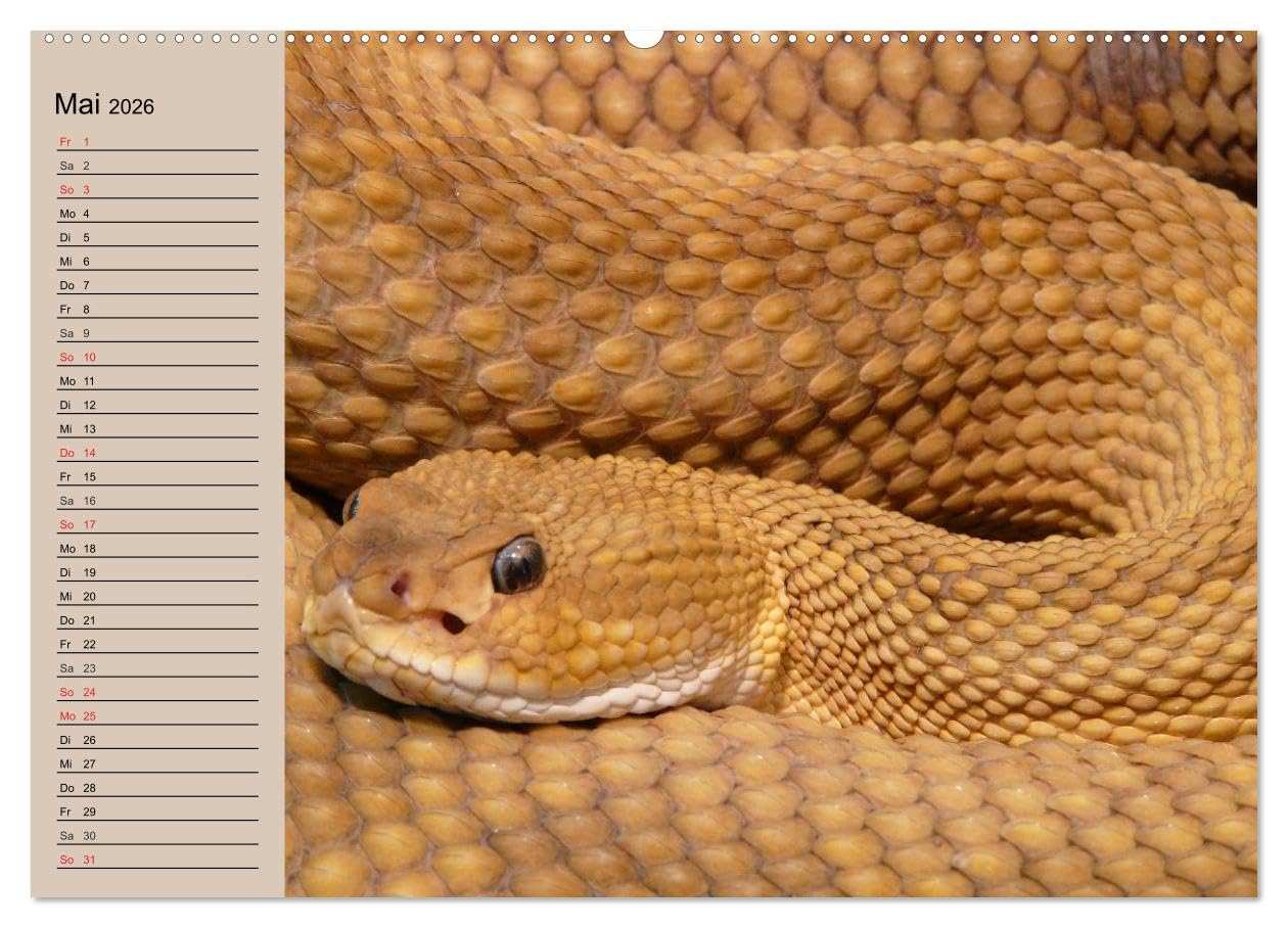 Giftschlangen (Wandkalender 2026 DIN A2 quer), CALVENDO Monatskalender: Die Familie der Vipern, Ottern und Giftnattern (CALVENDO Tiere)