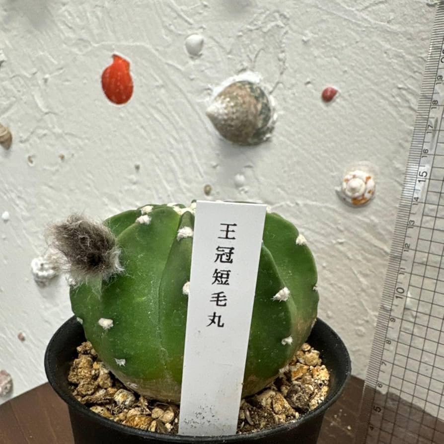 サボテン 約5cm〜10cm Rhinoceros Kids サイ | SABOTEN MISSILE