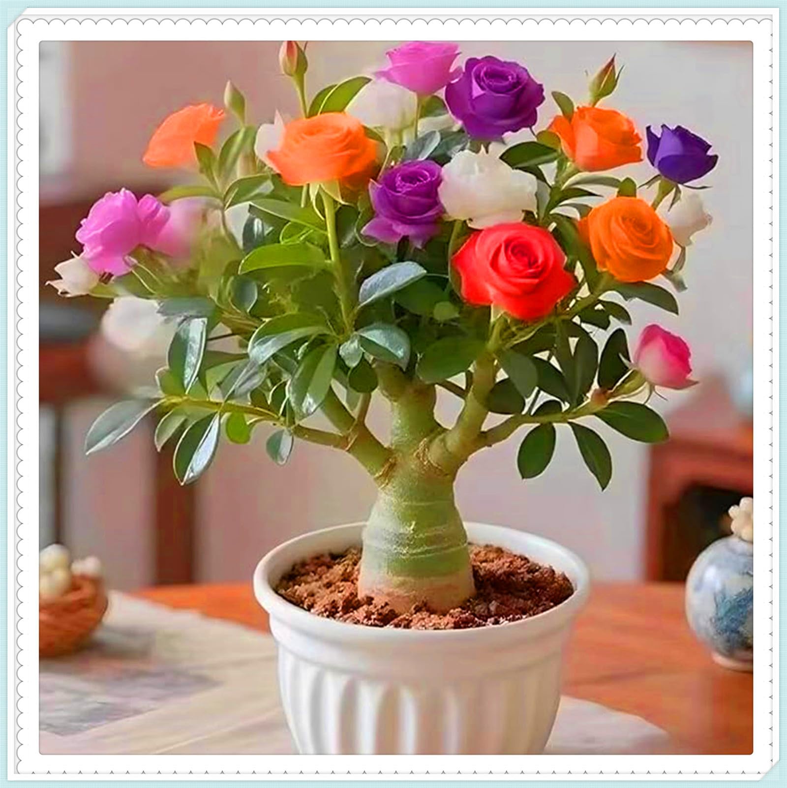 Drought-Tolerant Desert Rose Tubers & Perennial Plants/Cold Hardy Varieties Flowering All Year, Great for Planting and Beautiful Garden Displays-4bulbs-D