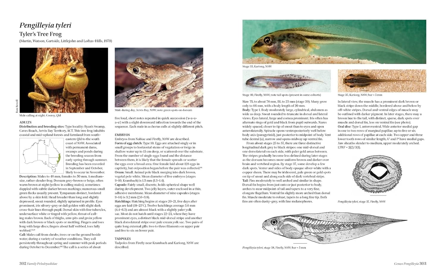 Tadpoles and Frogs of Australia