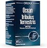 Orzax Ocean Tribulus Terrestris 500 Mg 60 Capsule