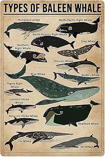 NMKJHLK Types of Baleen Whale Posters Animal Lovers Knowledge Metal Tin Signs Wall Decor Chart Home Decor Room Decor Club Printing Plaque 8x12 inches