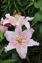 Imported Oriental Lily Flower Bulbs or Home and Kitchen Gardening Pack of 1 bulbs (SOFT PINK)