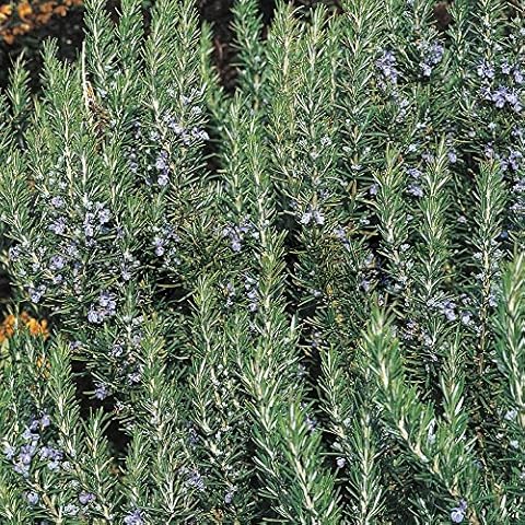 Rosemary Tuscan Blue Herb Plant for Cooking Cover