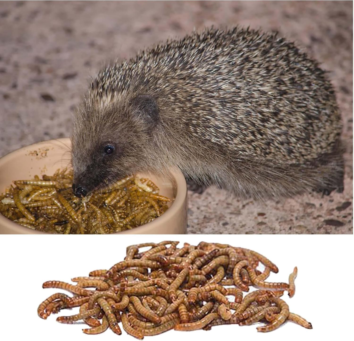 getrocknete Mehlwürmer in 20L Abpackung, Protein- und fettreich, verfeinert und gesiebt, für Fische, Nager, Vögel, Reptilien, auch Koifutter oder Igelfutter
