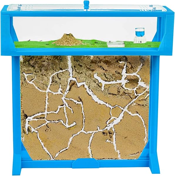 AntHouse - Formicaio T 3D 25x20x1,5 cm | Fattoria di Formiche Azzuro | Formiche Incluse con Regina - 1