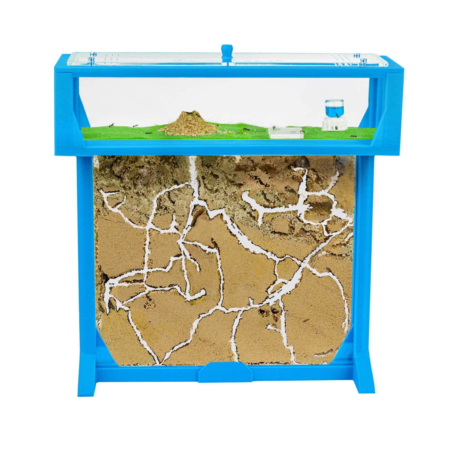 Anthouse - Natürliche Ameisenfarm aus Sand | T 3D Set Big 25x20x1,5 cm Blau | Inklusive Ameisen