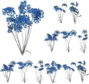 MECCANIXITY 12 Pcs Natural Dried Pressed Flowers for Craft, Lace Real Pressed Dried Flowers Colorful Bouquets for Resin Moulds DIY Scrapbooking Candle Jewelry Making, Dark Blue