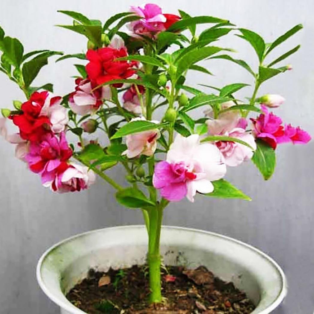 Kraft Seeds by 10 CLUB Balsam Mix Flower Seeds (5 Packets , 75 Seeds each) Fragrant Flowering Plants Seeds for Home Gardening (B00TYGTMX2) Amazon Price History, Amazon Price Tracker