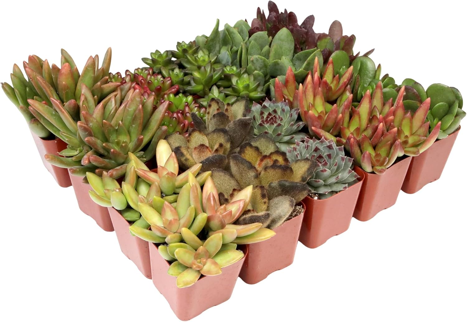 Altman Plants, Bulk Succulents Plants Live Houseplants (20PK), Live Succulents Live Plants Live House Plants Indoors Live, Live Cactus Plants Live Succulent Plants Live Indoor Plants Live Houseplants