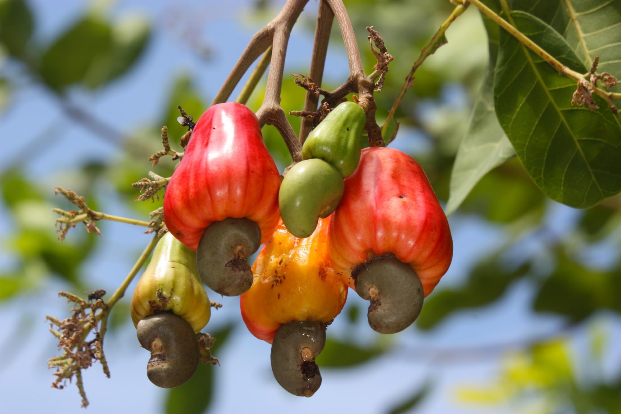 The Royal Crafty Kaju Badam Plant, Cashew Apple Plant, Gajus Plant Air Layering Grafted Healthy Live fruit Plant (B0CGJG9DZM) Amazon Price History, Amazon Price Tracker