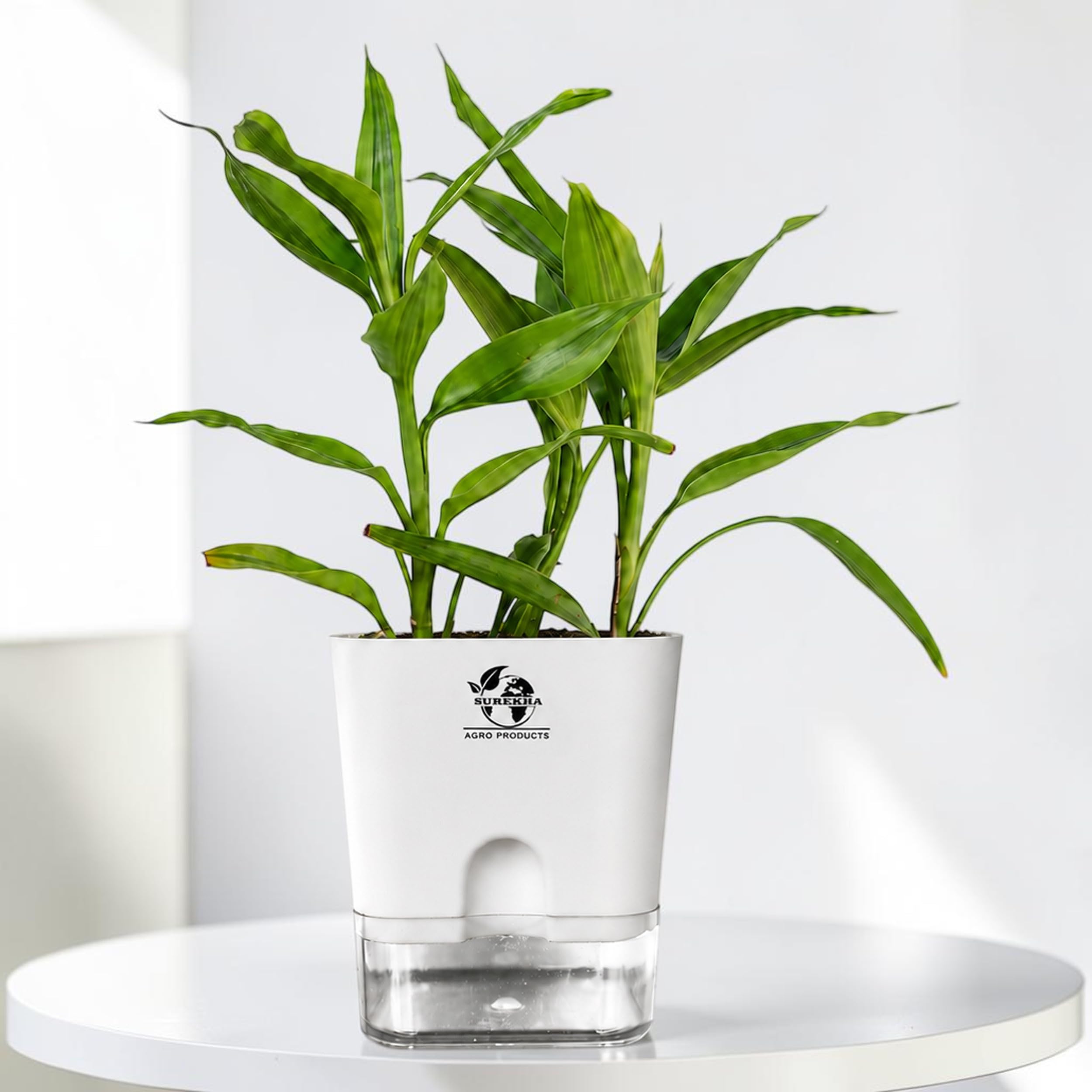 Surekha Lucky Bamboo Plant with Pot | Yellow Variegated Dracaena Sanderiana for Soil | Feng Shui Lucky Plants for Home Decoration, Office Desk | Live Indoor Plants with Self Watering Pots (White)