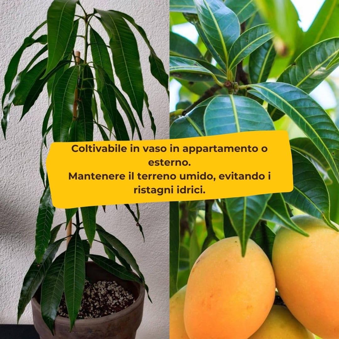 Pianta di Mango Indica Maya Innestata, H140cm