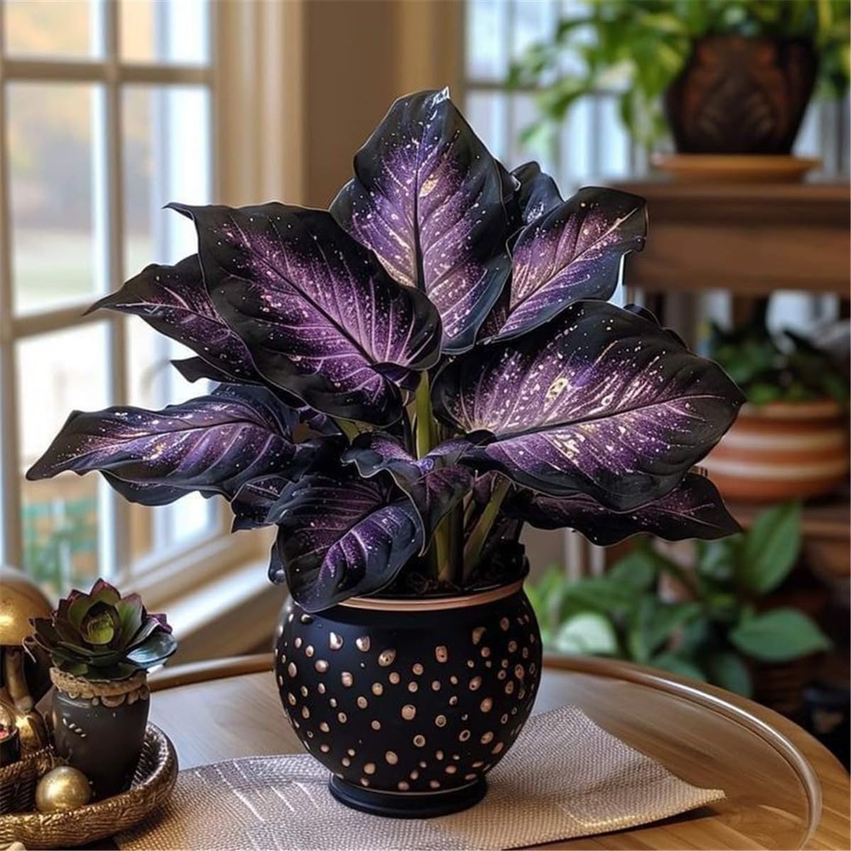 Ornamental Flowers, Hosta Plants for Sale, Wedding Flowers, Perennial, Easy Plant, Hosta Bulbs Live, Excellent Display-4bulbs-k