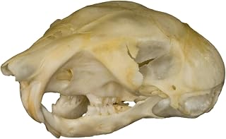 Real Kangaroo Rat Skull B Quality