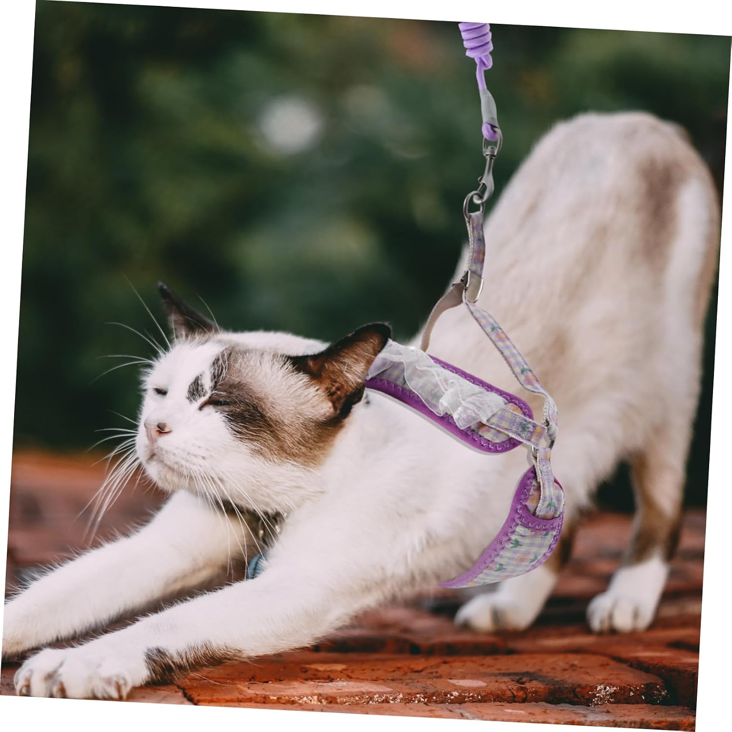 COLLBATH Dog Harness Leash Set Small Cat Harness Nylon Leash Adjustable Fit for Puppies and Kitten Walks