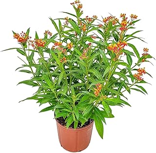Live Orange Milkweed Plant (Asclepias curassavica) – 3 Gallon Pot, 28" to 34" Tall – Monarch Host & Butterfly Magnet, Pollinator-Friendly Tropical Flower for Garden or Patio, Grown in The USA