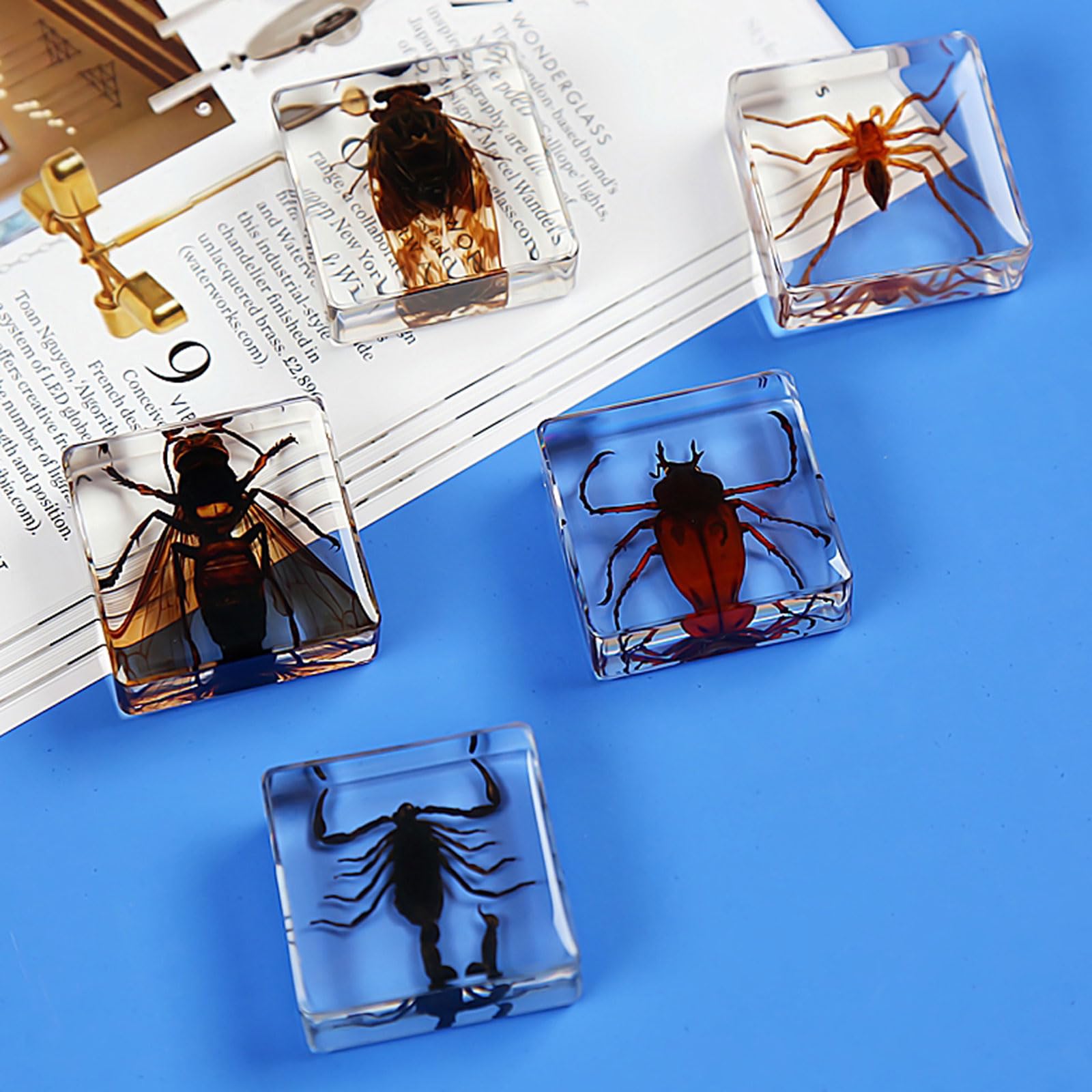 Amazon.co.jp: 本物の昆虫標本、絶妙な動物標本ギフトセット、昆虫