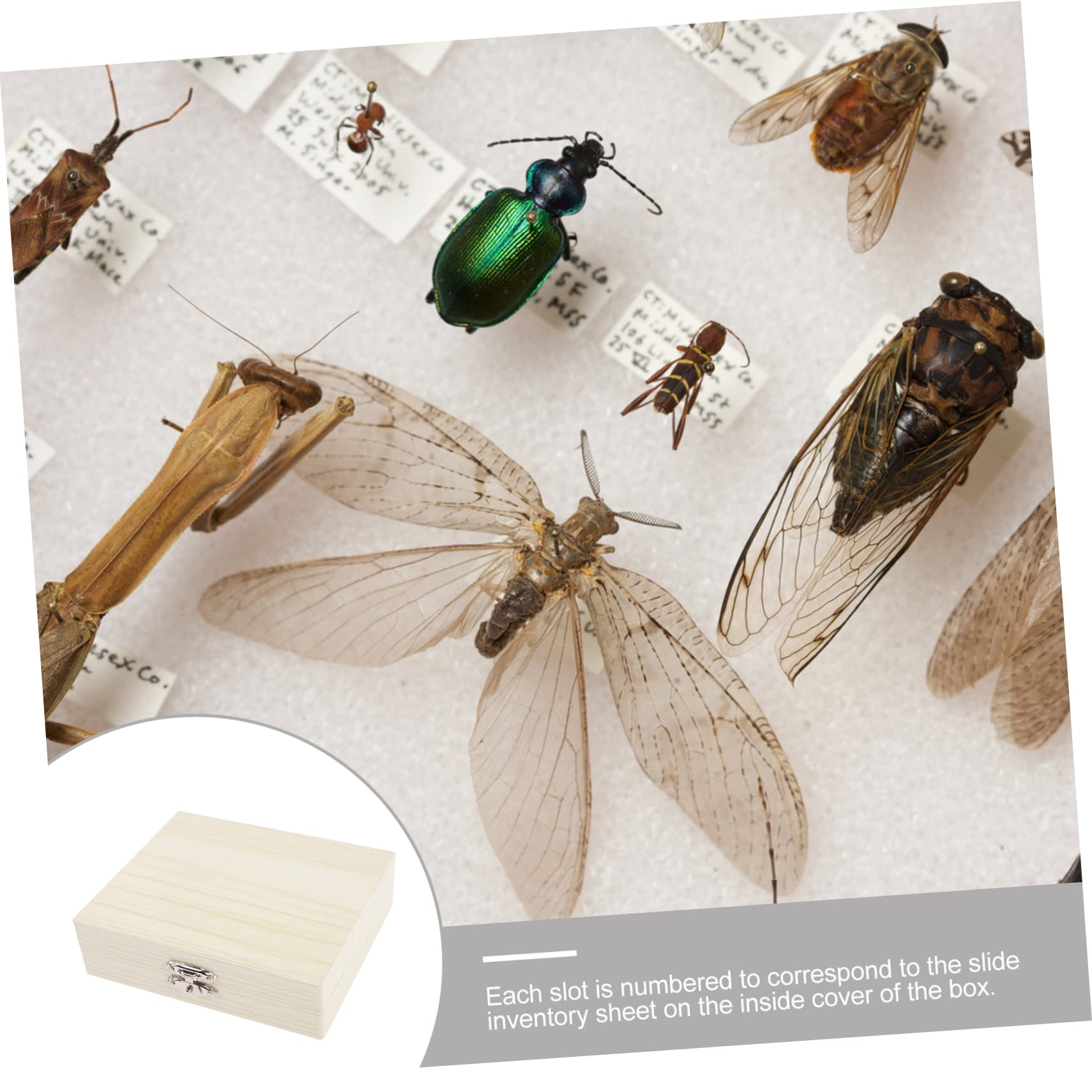 Scatola Portavetrini In Legno Per Microscopio - Capacit&agrave; 100 Vetrini, Con Serratura, 22.8x18.8x3.5 Cm