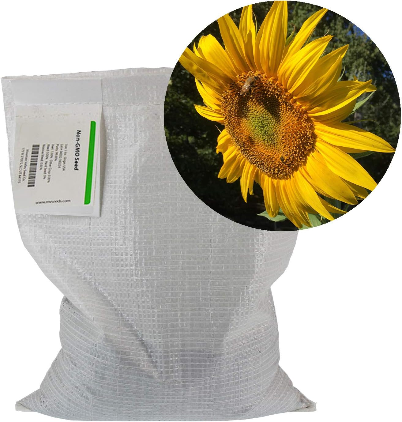 Sunflower Garden Seeds - Mammoth Grey Stripe - 5 Lbs Bulk - Annual Sun Flower Gardening Seeds - Gray