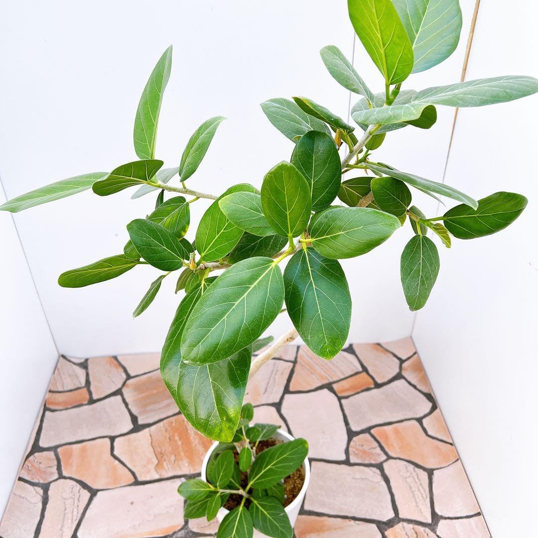 フィカス ゴムの木 ベンガレンシス 曲がり 14番 インテリアグリーン