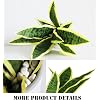 Product Photo 2