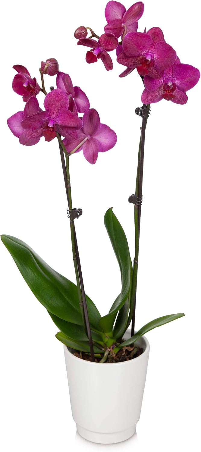 Just Add Ice® JAI242 Orchid Easy Care Live Plants, 5” Diameter, Purple