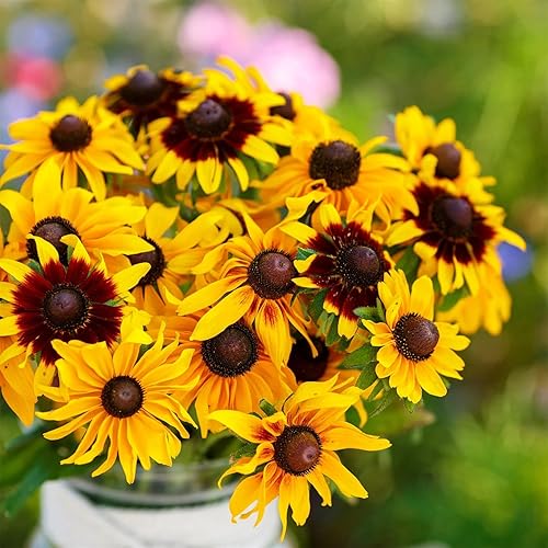 Beautiful Garden Flower Seeds Rudbeckia Flower Seeds 200+ Daisy Seeds - Gloriosa