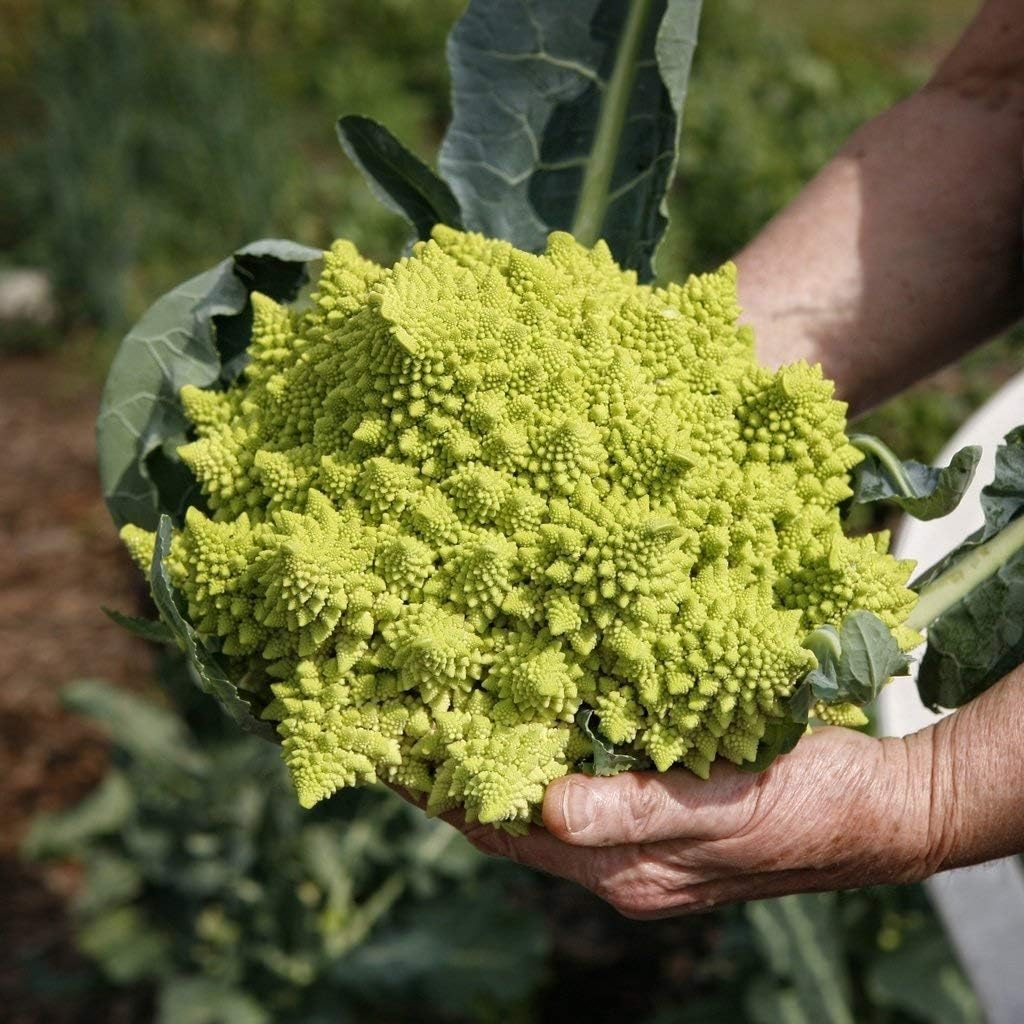 Vegetable Seeds, Cauliflower - Romanesco, V-CAU-01, 200 Seeds Minimum Per Packet.