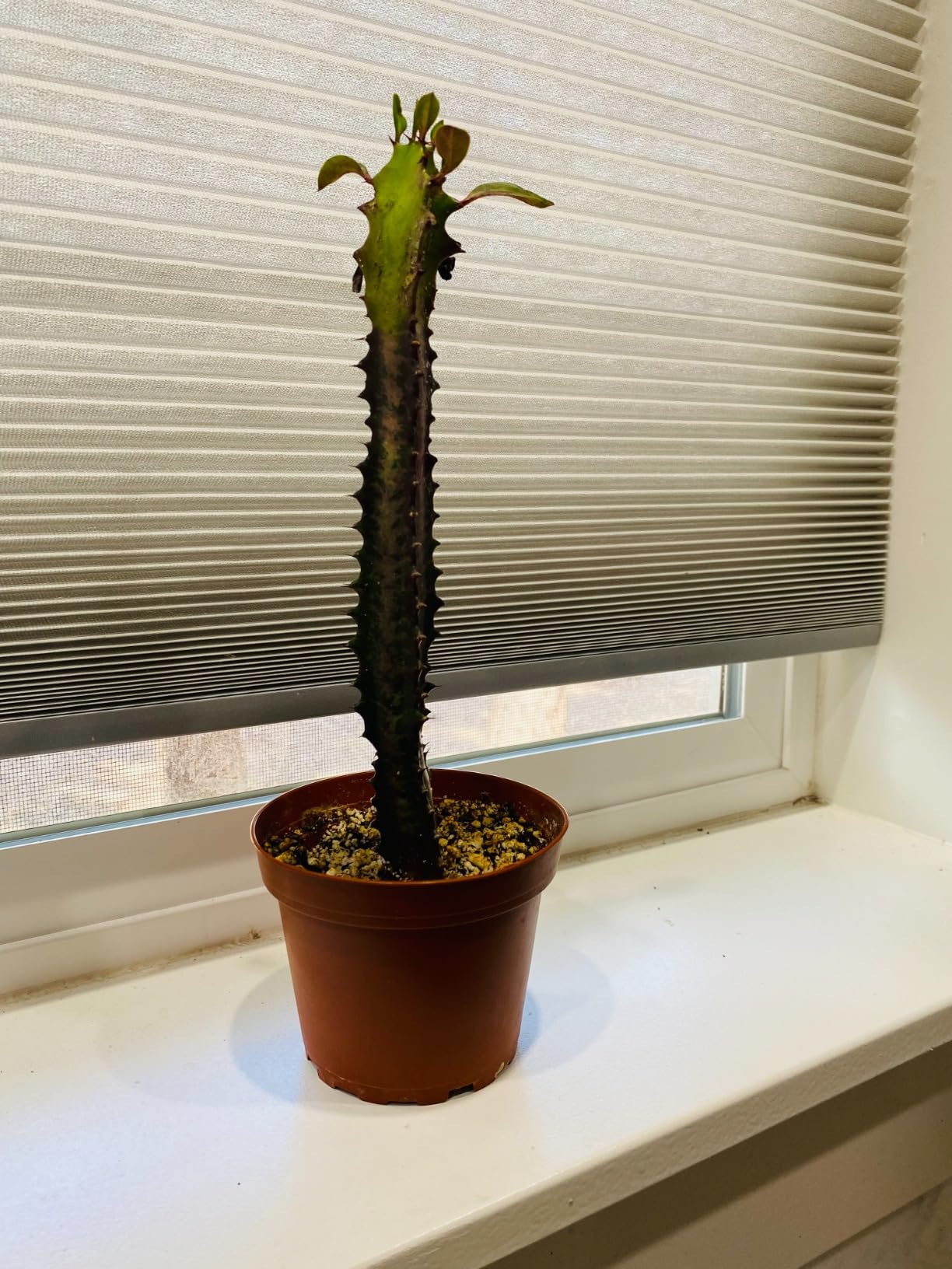 BubbleBlooms Red African Milk Tree, Euphorbia Guatemala | Ubuy